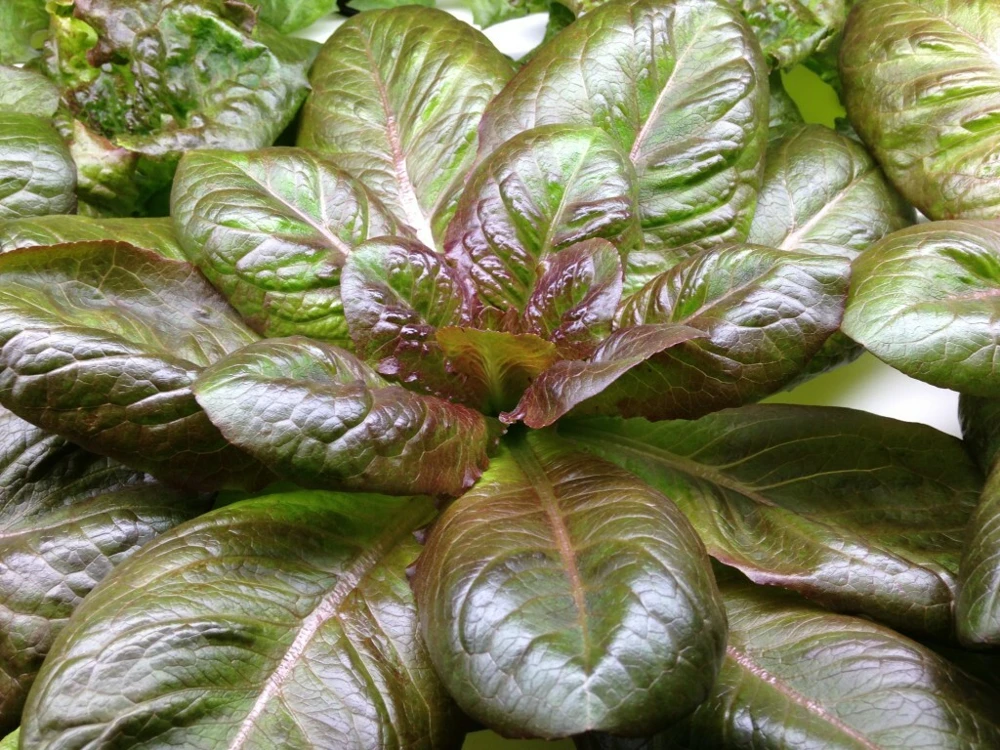 Rouge D'Hiver Lettuce Seeds - Red Romaine, Cold Tolerant, Zones 3-12 - Image 1
