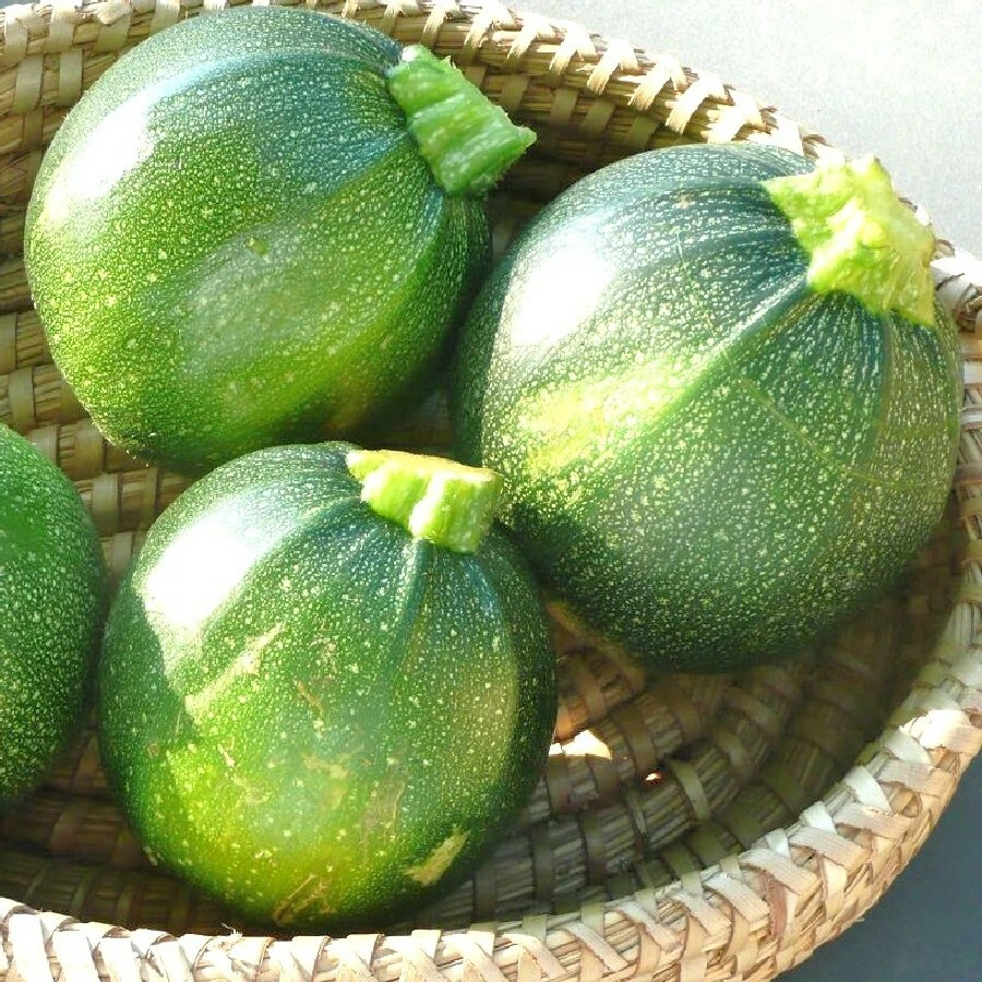 Round Zucchini Summer Squash Seeds - Easy Grow, Perfect for Stuffing - Image 2
