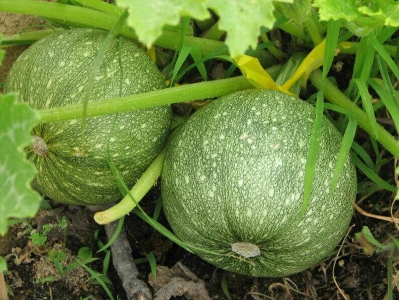 Round Zucchini Summer Squash Seeds - Easy Grow, Perfect for Stuffing - Image 1