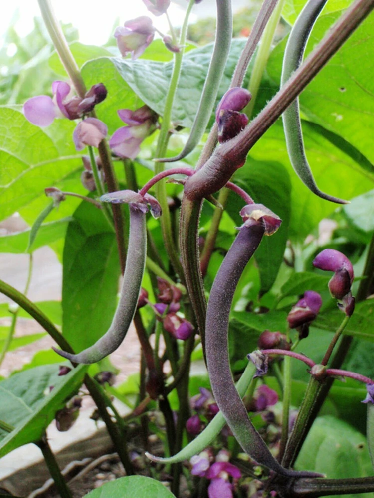Royal Burgundy Bush Green Bean Seeds - Stringless, Deep Purple Pods, Outdoor - Image 1