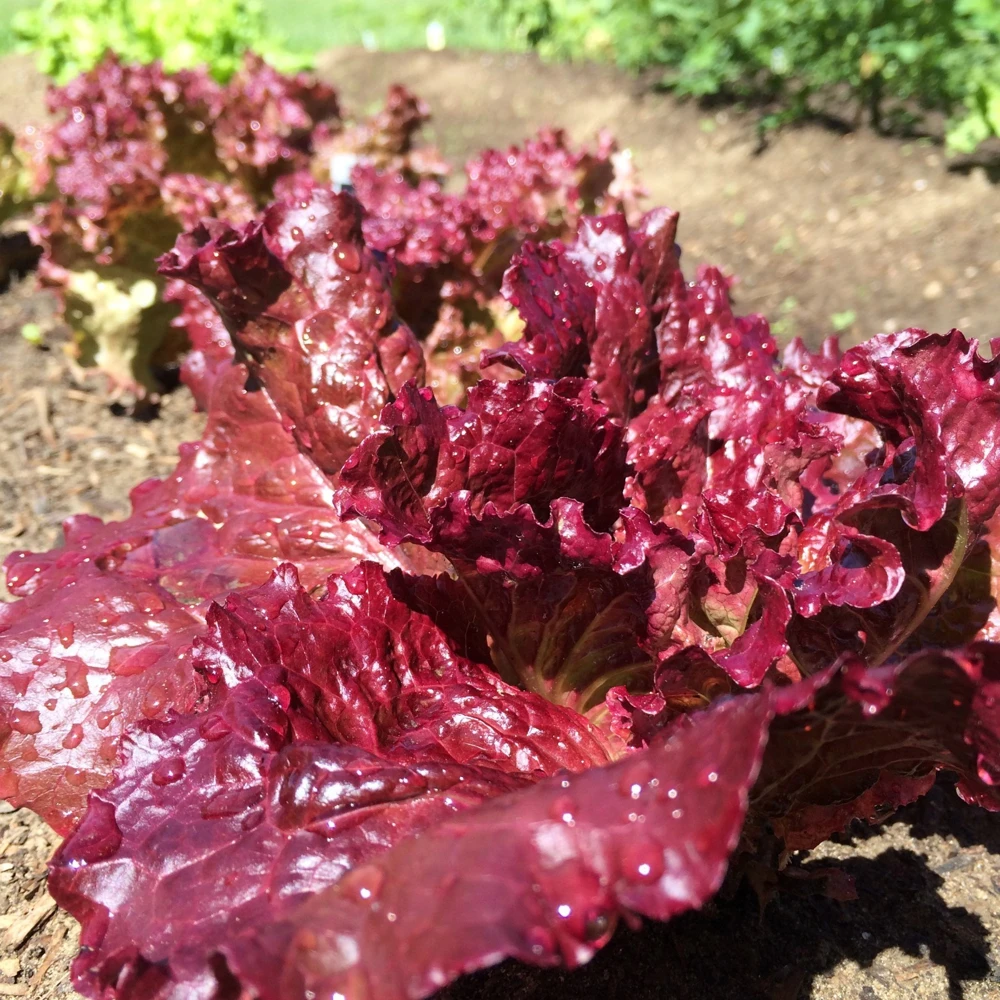 Ruby Leaf Lettuce Seeds - Deep Red Summer Salad, Easy Grow, Annual - Image 2