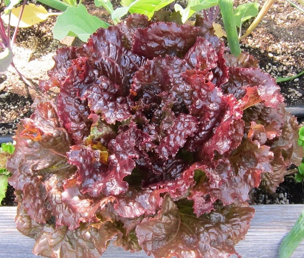 Ruby Leaf Lettuce Seeds - Deep Red Summer Salad, Easy Grow, Annual - Image 1
