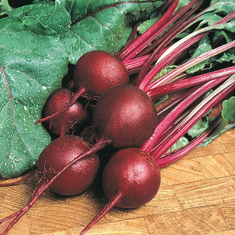 Ruby Queen Beet Seeds - Heirloom, Mild Buttery Flavor, Easy Grow Outdoor - Image 1