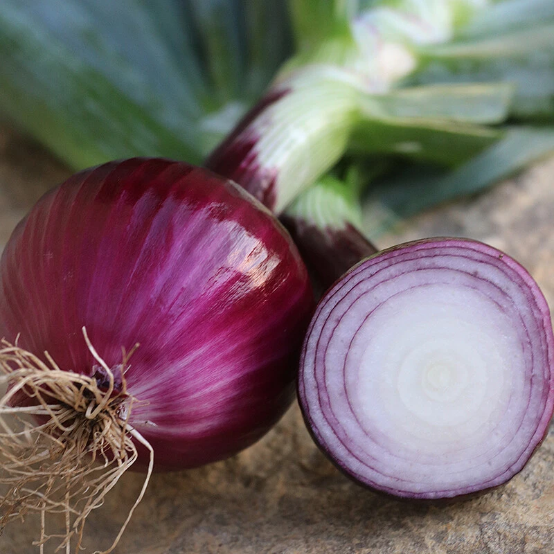 Ruby Red Onion Seeds - Long Day Variety - Easy Grow Outdoor Vegetable - Image 1