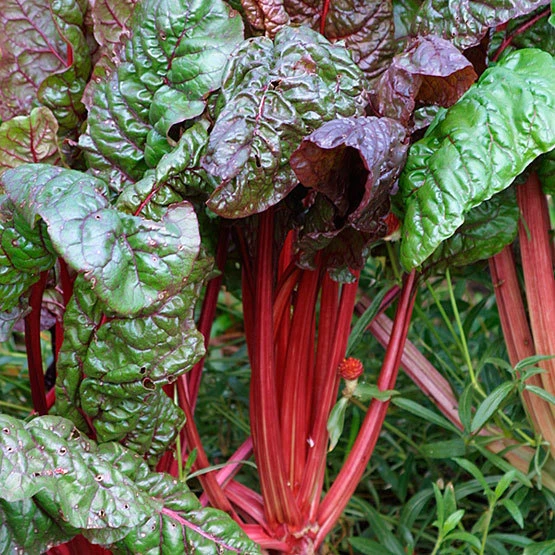 Ruby Red Swiss Chard Seeds - Colorful Heirloom Salad Greens, Outdoor - Image 2