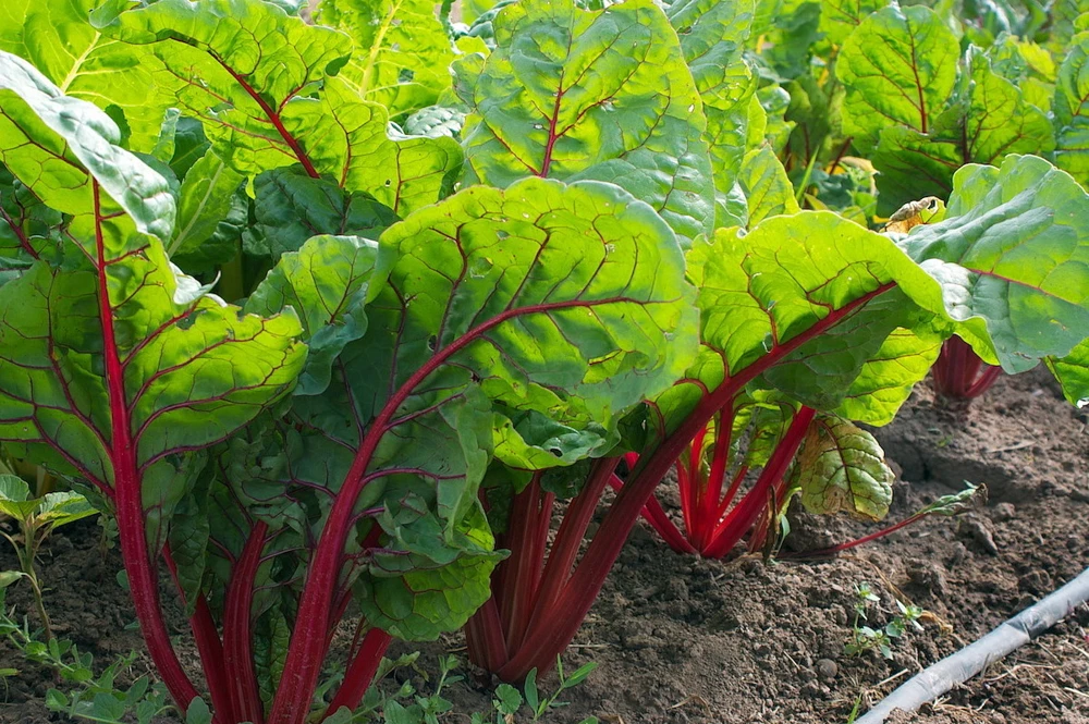 Ruby Red Swiss Chard Seeds - Colorful Heirloom Salad Greens, Outdoor - Image 1