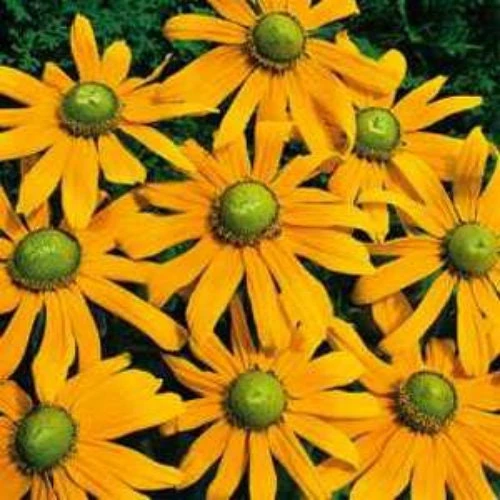 Rudbeckia Hirta Green Eyes Flower Seeds - 10000 Seed Pack - Golden Yellow Blooms - Image 1