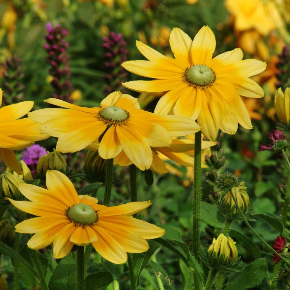 Rudbeckia Hirta Green Eyes Flower Seeds - 10000 Seed Pack - Golden Yellow Blooms - Image 2