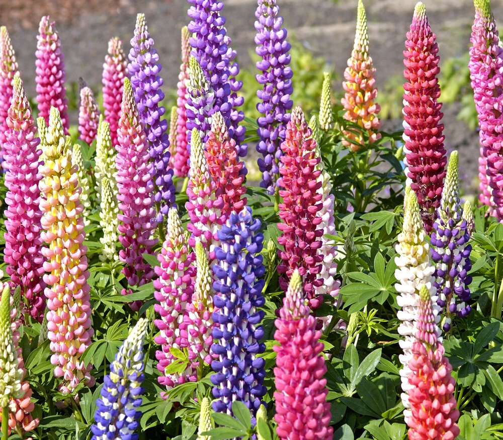Russell Lupine Seeds, Mixed Colors - Perennial Flower Seeds, Outdoor - Image 2