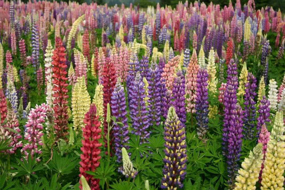Russell Lupine Seeds, Mixed Colors - Perennial Flower Seeds, Outdoor - Image 1