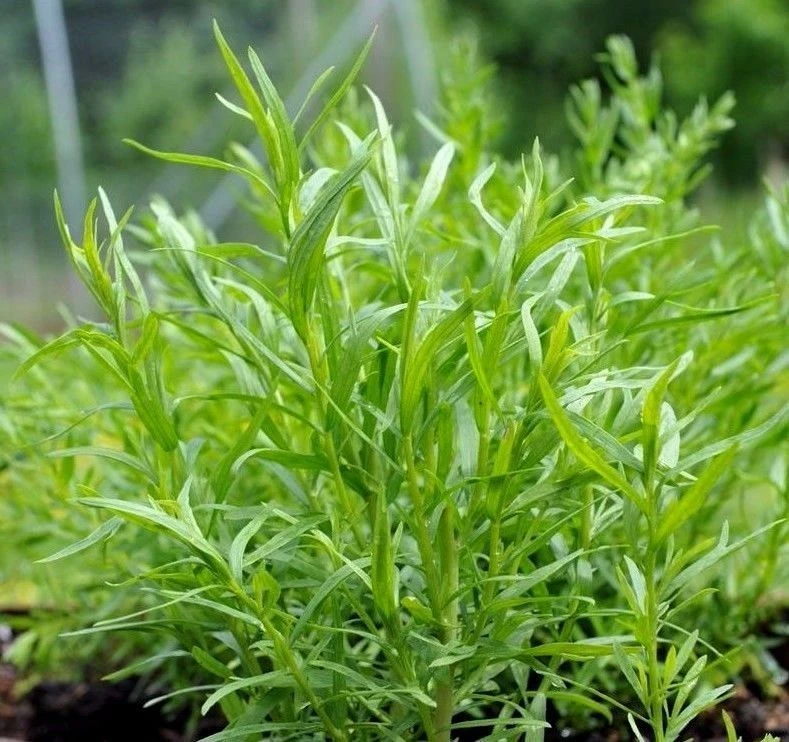 Russian Tarragon Herb Seeds - Dragon Wort Perennial Herb Seeds Outdoor - Image 1
