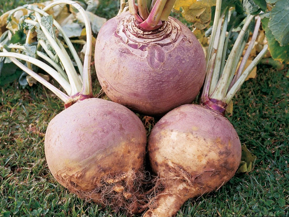 Rutabaga Seeds American Purple Top Swedish Turnip - Outdoor Vegetable Seeds - Image 2