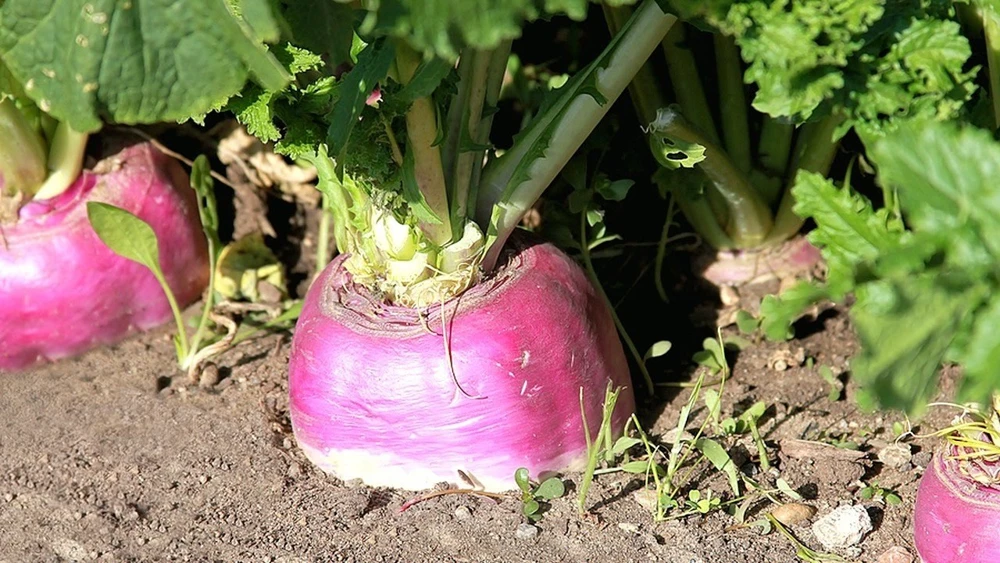 Rutabaga Seeds American Purple Top Swedish Turnip - Outdoor Vegetable Seeds - Image 1
