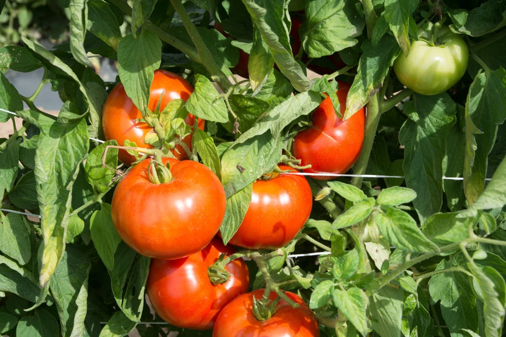 Rutgers Tomato Seeds - 30 Count, Jersey Tomato, Determinate, Outdoor - Image 1
