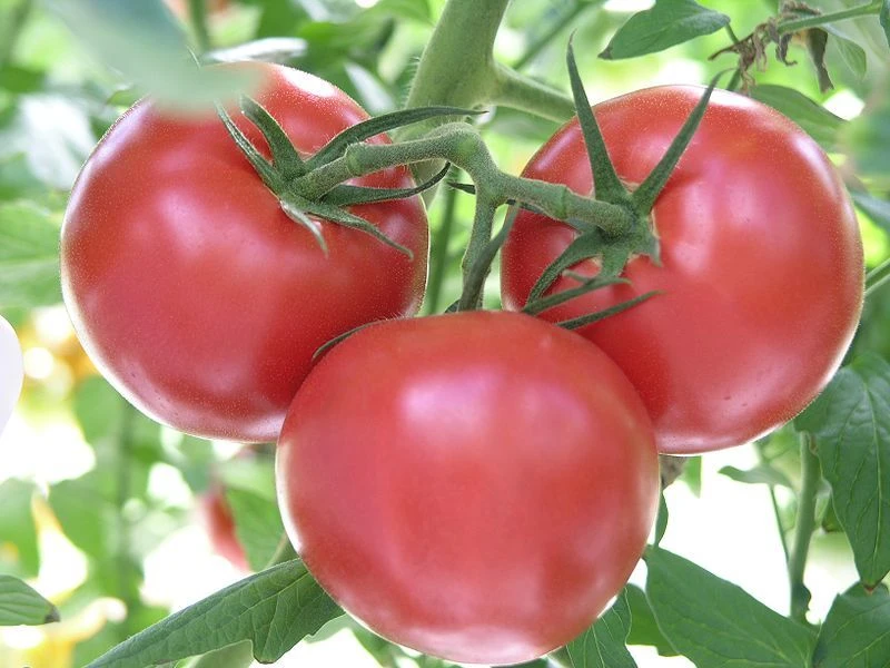 Rutgers Tomato Seeds - Classic Heirloom Jersey Tomato - 30 Seeds - Outdoor - Image 1