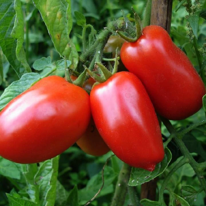 San Marzano Tomato Seeds - Italian Heirloom Paste Tomato, Determinate, Full Sun, Easy Grow - Image 1