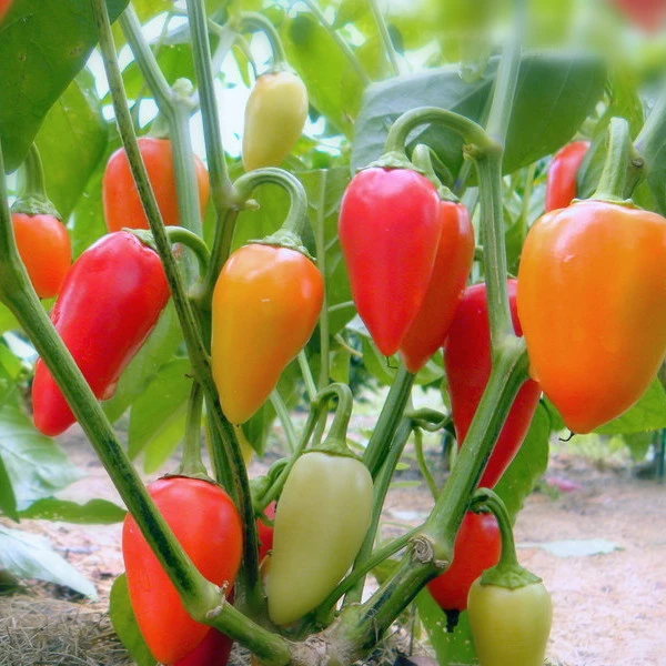 Santa Fe Grande Hot Pepper Seeds - Guero Chili, Pale Yellow to Red, Easy Grow - Image 1