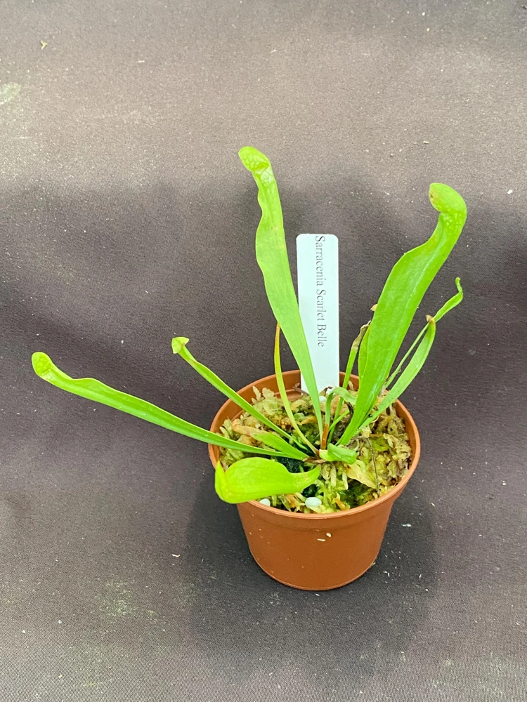 Sarracenia Scarlet Belle Carnivorous Pitcher Plant Live 2.5" Pot - Image 2