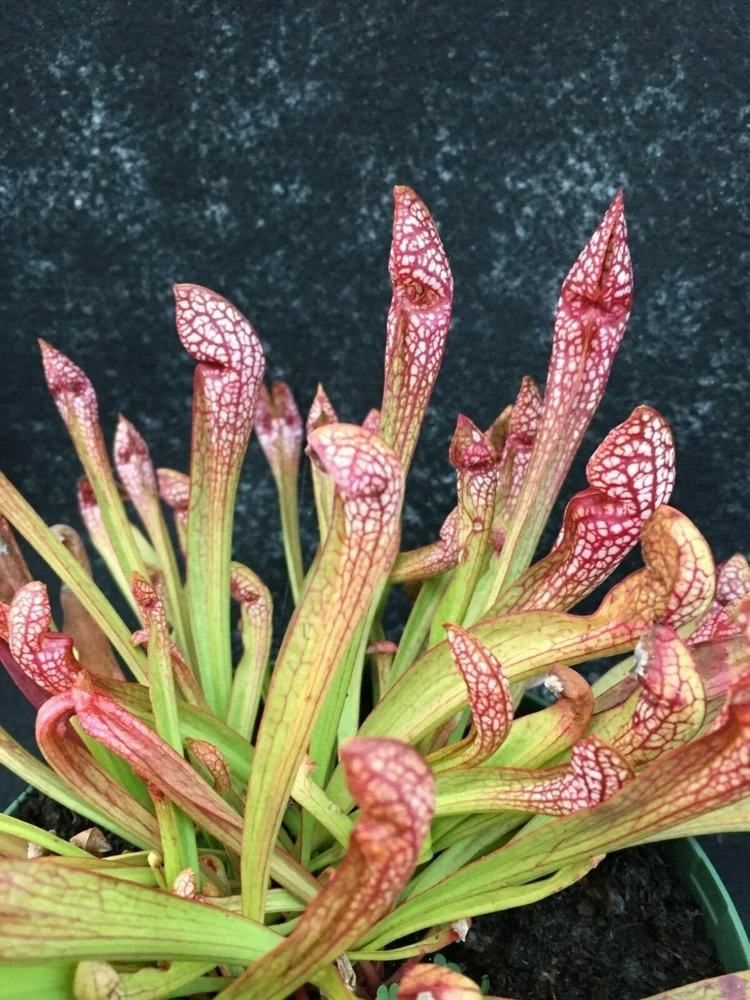 Sarracenia Scarlet Belle Carnivorous Pitcher Plant Live 2.5" Pot - Image 1