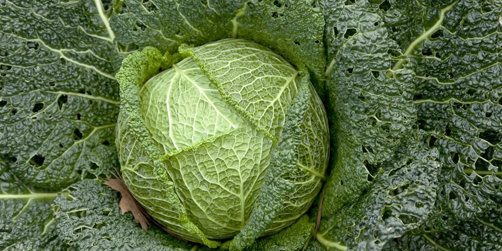 Savoy Perfection Cabbage Seeds - Drumhead Type, Easy Grow Heirloom, Outdoor - Image 2