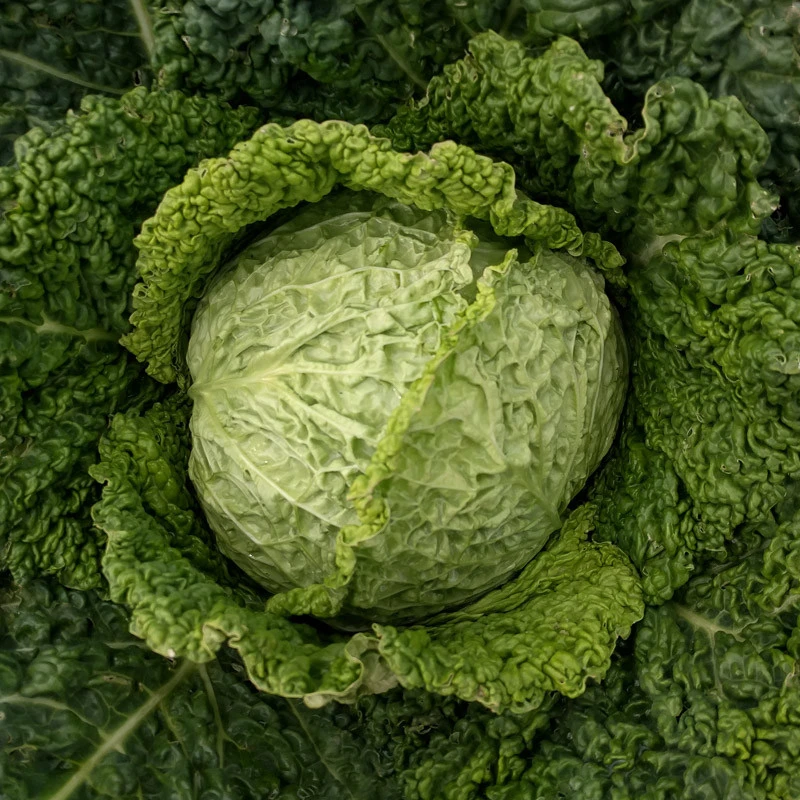 Savoy Perfection Cabbage Seeds - Drumhead Type, Easy Grow Heirloom, Outdoor - Image 1