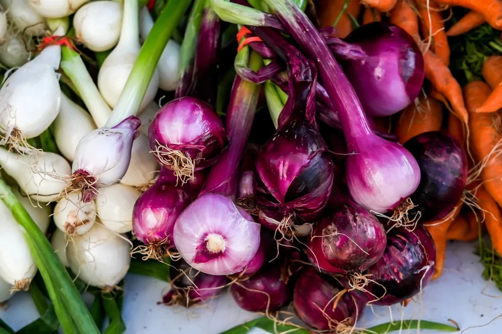 Scarlet Bandit Bunching Onion Seeds - Red Scallions & Green Onion Seeds for Garden - Image 2