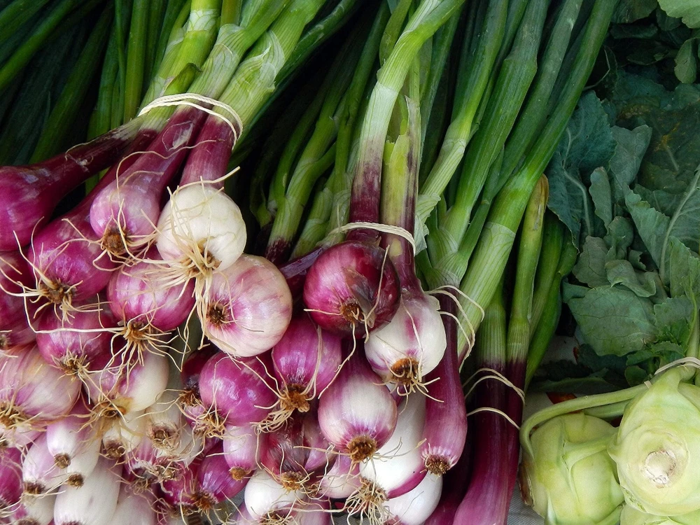 Scarlet Bandit Bunching Onion Seeds - Red Scallions & Green Onion Seeds for Garden - Image 1