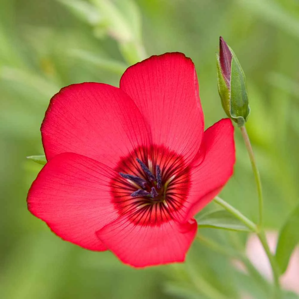 Scarlet Flax Seeds - Beautiful Red Flowers, Heat Tolerant, Annual, Outdoor - Image 2