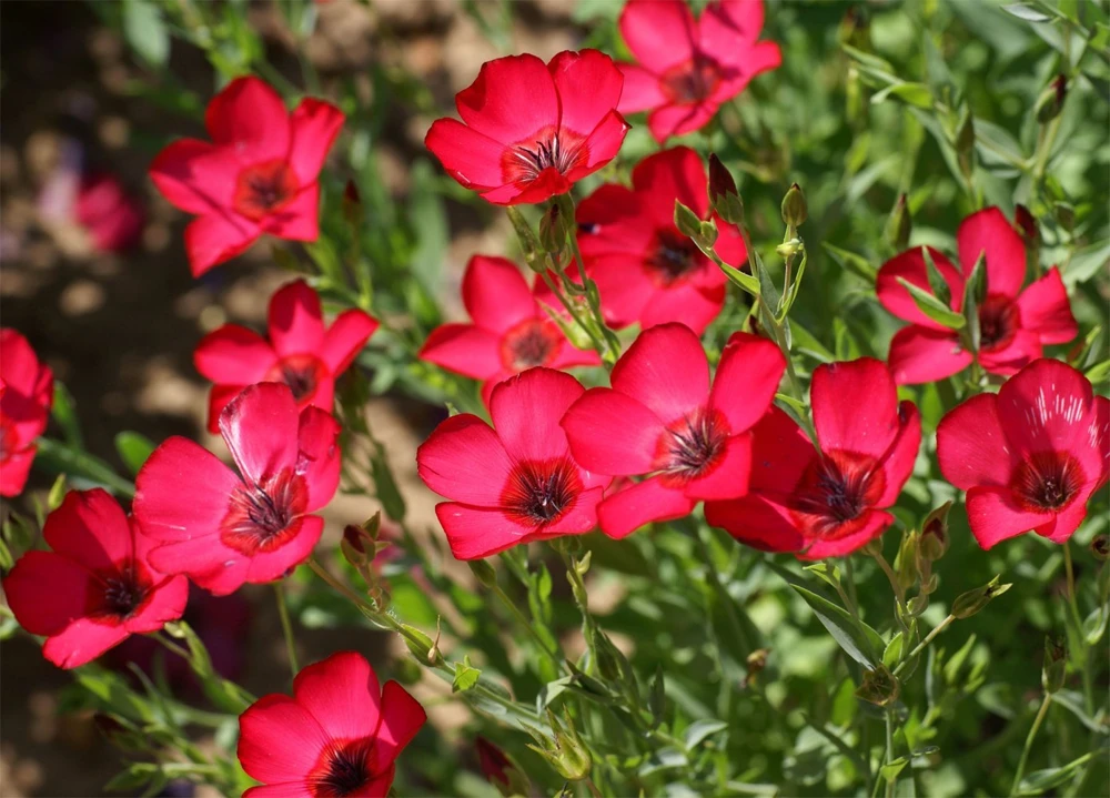 Scarlet Flax Seeds - Beautiful Red Flowers, Heat Tolerant, Annual, Outdoor - Image 1