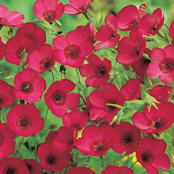 Scarlet Flax Seeds - Beautiful Red Flowers, Heat Tolerant, Annual, Outdoor - Image 3