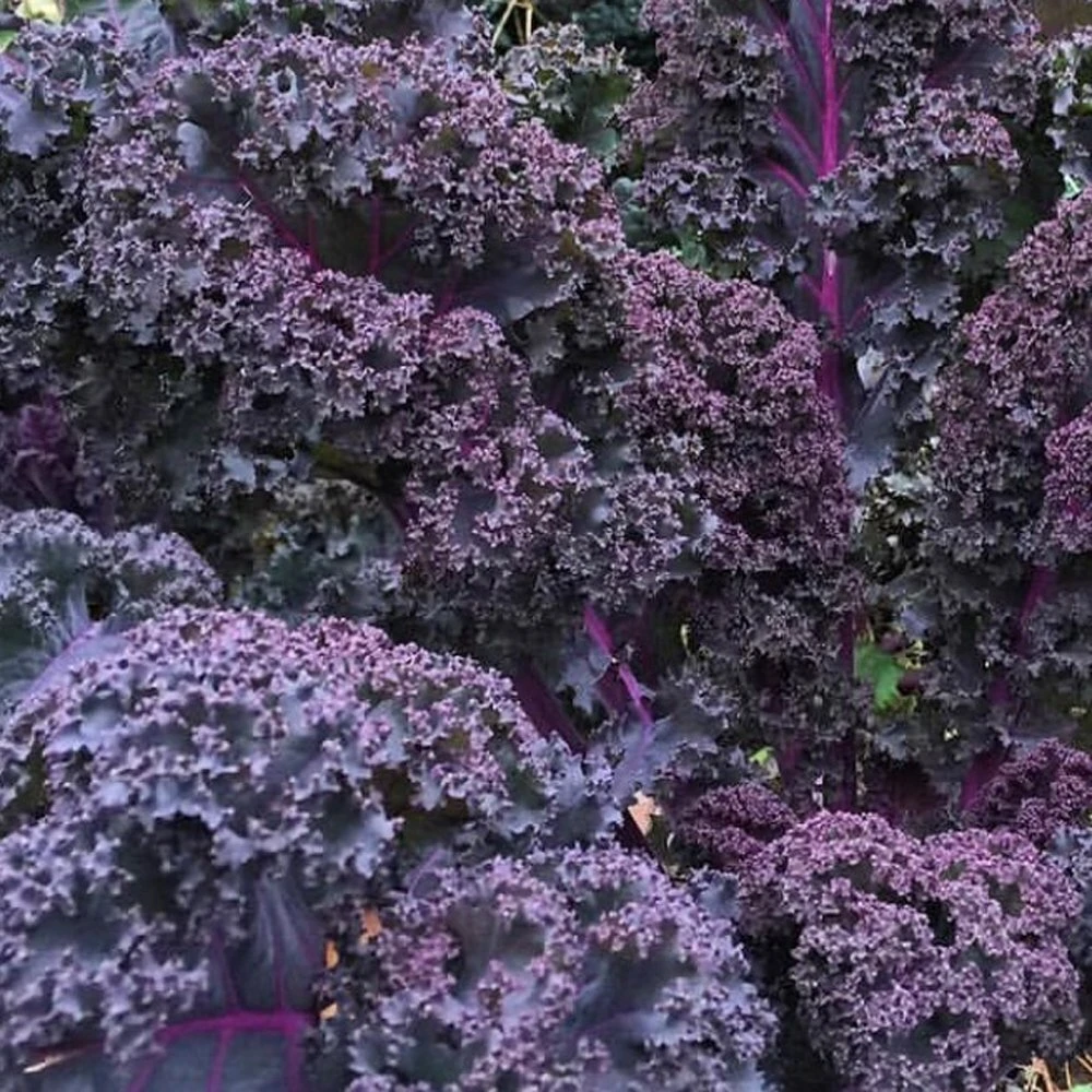 Scarlet Kale Seeds - Dark Purple Curled Ornamental Edible Vegetable - Image 1