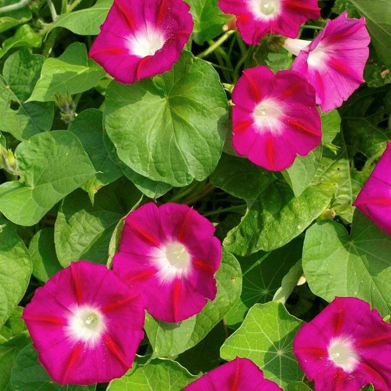 Scarlet O'Hara Morning Glory Seeds - Annual Flower Seeds, Red, Outdoor - Image 1