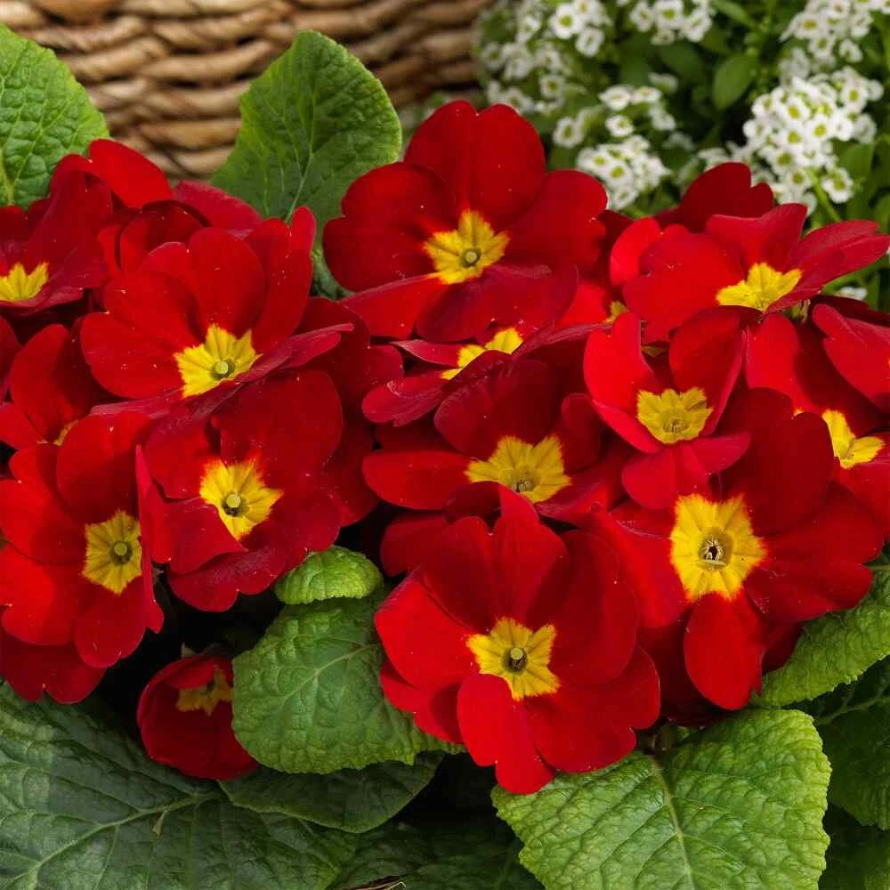 Scarlet Primrose Seeds - Primula Acaulis Flower Seed - 100 Seeds for Containers & Beds - Image 2