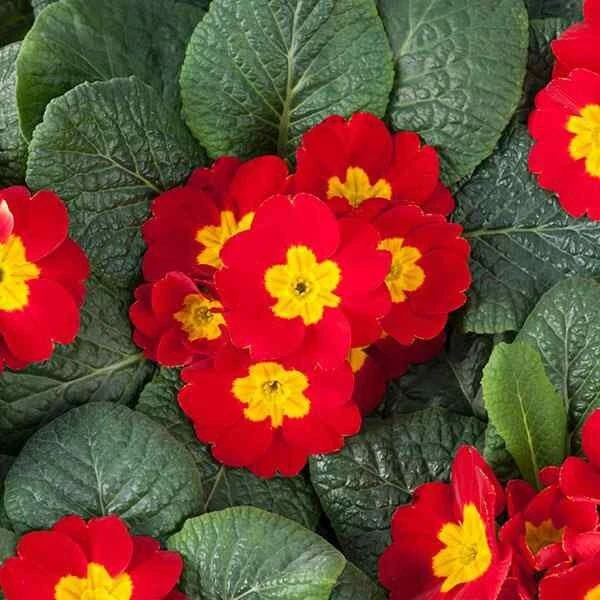 Scarlet Primrose Seeds - Primula Acaulis Flower Seed - 100 Seeds for Containers & Beds - Image 1