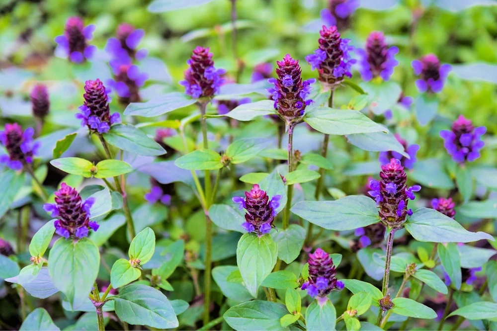 Self Heal Seeds (Prunella vulgaris) - Heal All, Dragon Head, Heart of the Earth - Violet Blue Perennial Flower Seeds - Image 1