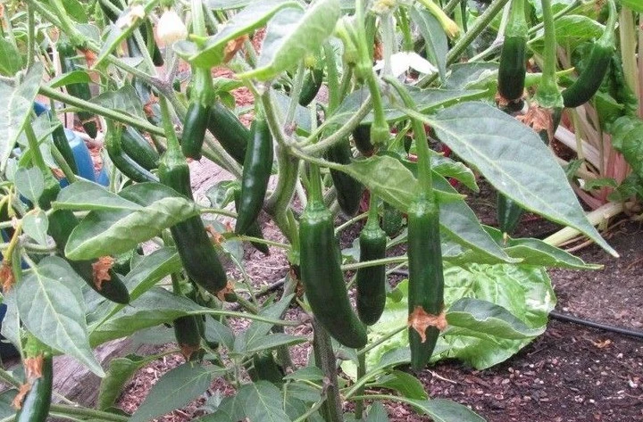Serrano Hot Chili Pepper Seeds - Easy Grow, Medium Heat, Full Sun - Image 2