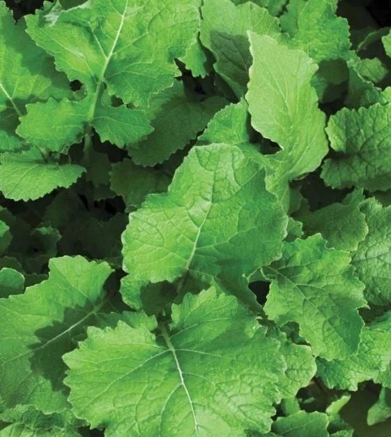 Seven Top Turnip Seeds - Southern Turnip Greens - Easy to Grow - Image 2