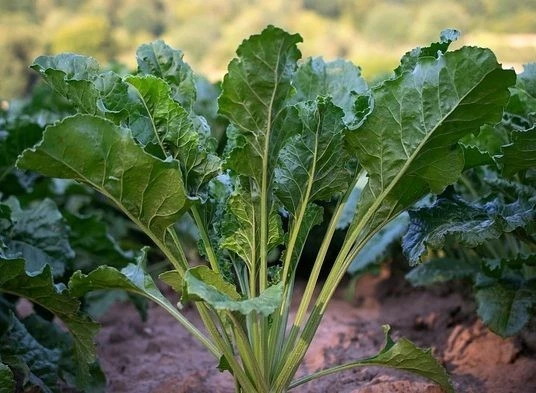 Seven Top Turnip Seeds - Southern Turnip Greens - Easy to Grow - Image 1