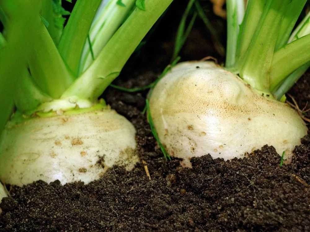 Shogoin Turnip Seeds - Japanese Salad Turnip, Easy Grow Annual, Outdoor - Image 2