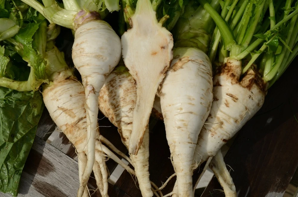 Shogoin Turnip Seeds - Japanese Salad Turnip, Easy Grow Annual, Outdoor - Image 1