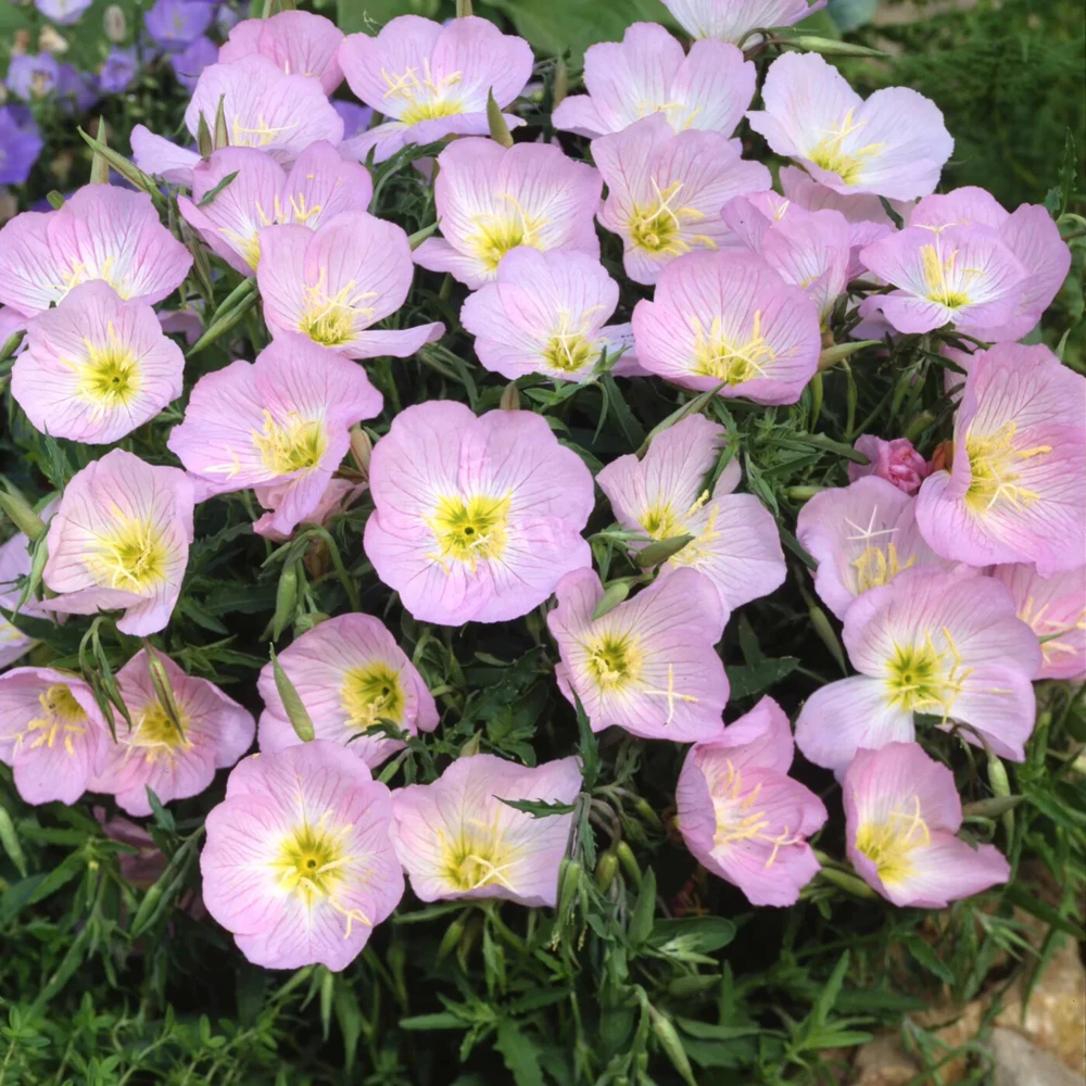 Showy Evening Primrose Seeds - Pink Ladies Flower Seeds for Zones 3-12 - Image 1