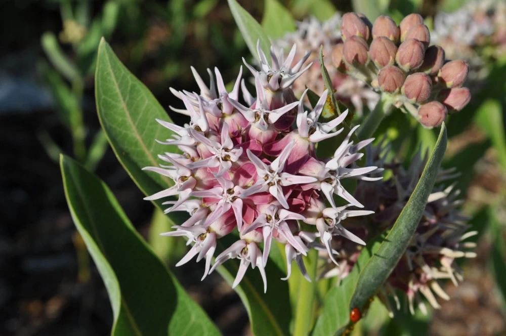 Showy Milkweed Seeds - Asclepias speciosa Flower Seeds - Pale Pink - Outdoor - Image 1