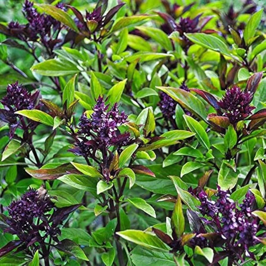 Siam Queen Thai Basil Seeds - Clove Scented Herb Seeds for Indoor & Outdoor - Image 1