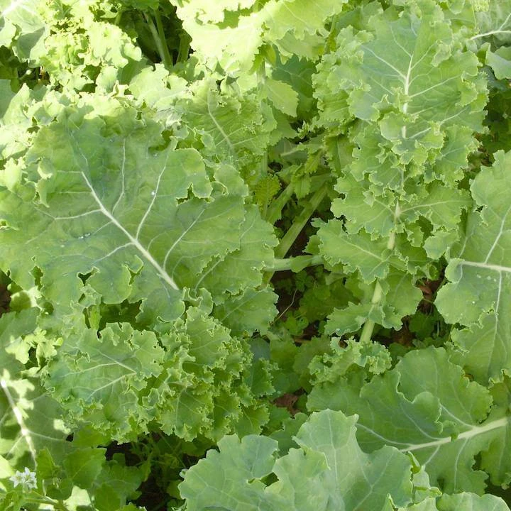 Siberian Dwarf Kale Seeds - Cold Hardy Cruciferous Vegetable Annual - Image 1