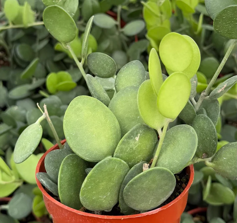 Silver Dollar Vine Live Plant - 4 Inch Pot, Trailing Xerosicyos Danguyi - Image 1