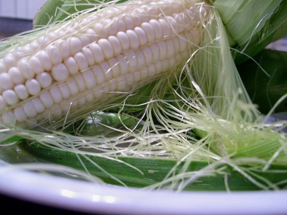 Silver Queen Sweet Corn Seeds - White F1 Hybrid, Easy Grow, Outdoor - Image 1