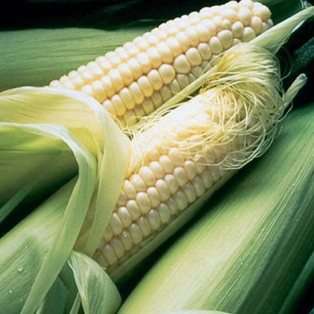 Silver Queen Sweet Corn Seeds - White F1 Hybrid, Easy Grow, Outdoor - Image 2