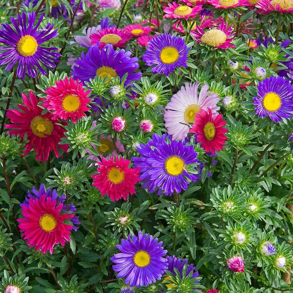Single Mix China Aster Seeds - Multicolor Daisy-Like Blooms - Annual Outdoor Flower Seeds - Image 1