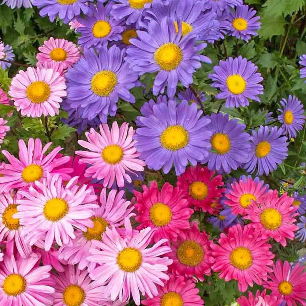 Single Mix China Aster Seeds - Multicolor Daisy-Like Blooms - Annual Outdoor Flower Seeds - Image 2