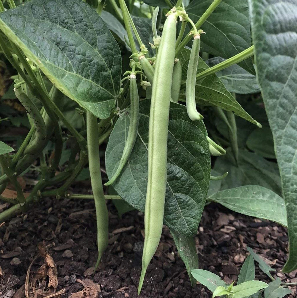 Slenderette Bush Green Bean Seeds - Stringless, Easy Grow, Annual - Image 2